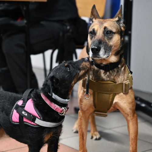 pieski w służbie więziennej